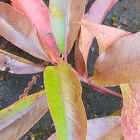Photinia davidiana 'Dwarf Ness'